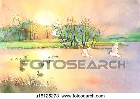 Dibujo - animal, pintura de acuarela, de, patos, y, aves, en