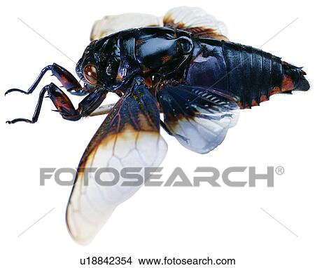 download worms insects download worms insects
