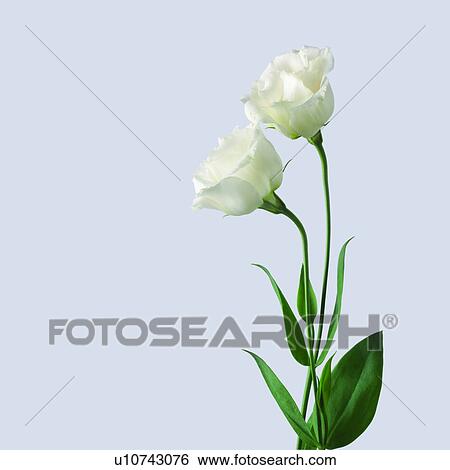 创意设计图片在线 - 传播, 简单, 植物, 花, 美丽,