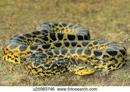 Adult Anaconda 8