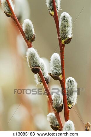 Pussy Willow Salix Discolor A Willow With Soft Fluffy Silvery Or