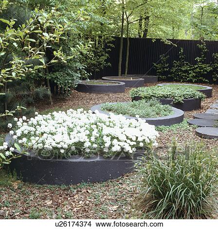 stock photo of architectural designed garden with series of circular raised beds planted with stock photo of architectural designed garden with series of circular raised beds planted with