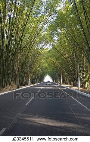 bambus wachsen