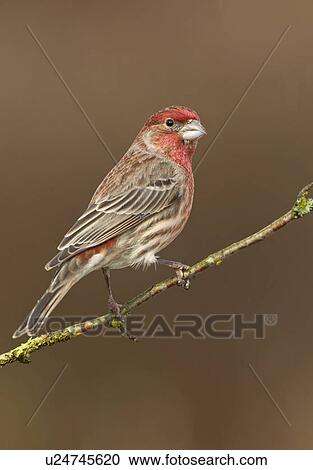 stock photography of house finch victoria vancouver stock photography of house finch victoria vancouver