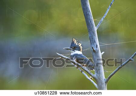 Watch Perched On A Tree Streaming