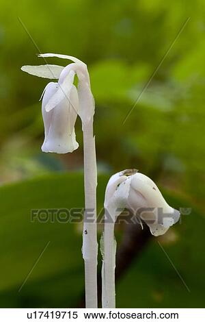 角布列塔尼地区的人, 高地, 国家公园, 新星凹圆