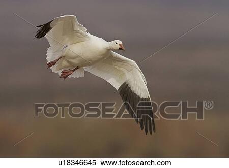 图片银行 - 雪鹅, 陈caerulescens, Bosque, del, 