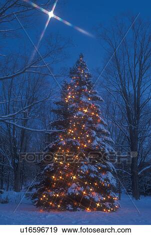 stock photograph of christmas tree outdoor tree stock photograph of christmas tree outdoor tree