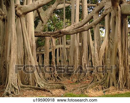 florida edison banyan tree myers fort largest states united ford fl estates winter origin india clip fotosearch