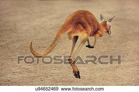 创意摄影图片库 - 红的袋鼠, 在运动中, macrop