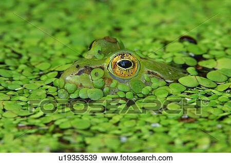 Frog Clip Art & Stock Photo Image Cd-rom