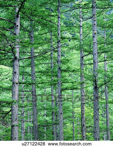 Pictures of Tall slender trunks of trees are seen during the day