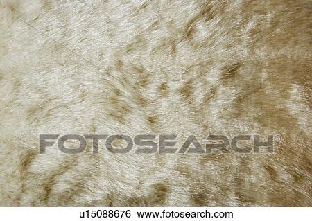 Stock Images of Faux Fur Rug u15088676 - Search Stock Photography