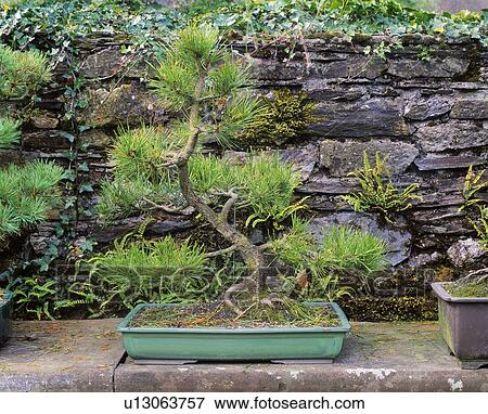 图片 - 盆景, 苏格兰英语, 松树, 伯克利, 森林, co