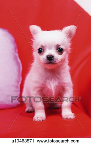 Stock Photography - a Chihuahua Sitting on a Red Couch, Looking Sideways, Front View - u19463871