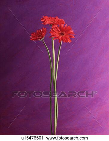 Stock Fotografie nahaufnahme, von, rote blumen, mit, langer, stiel