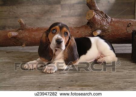 影像- 忠实, 家畜, 同伴, 犬, 关闭, basset 猎狗