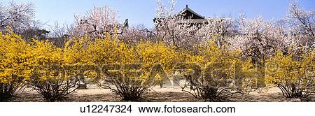 桃花, 风景, 春天, 季节, 景色, 朝鲜人, 建筑学, 性