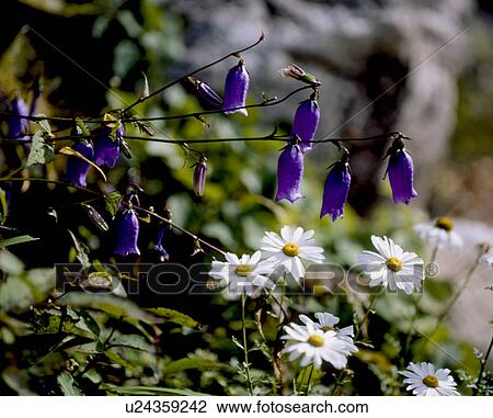 Nature scenes with flowers Nature scenes with flowers