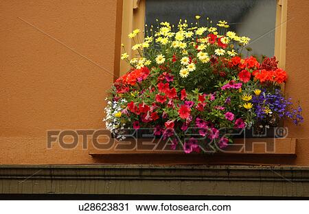 Stock Photography of Window box of flowers u28623831 - Search Stock