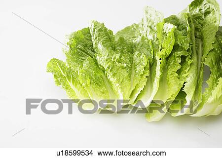 lettuce romaine leaves fotosearch