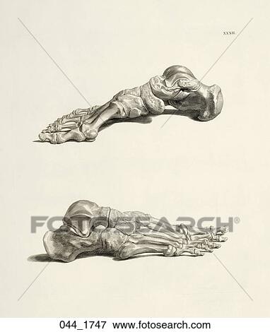 Archivio Illustrazioni - anticaglia, anatomico, illustrazione, (copper