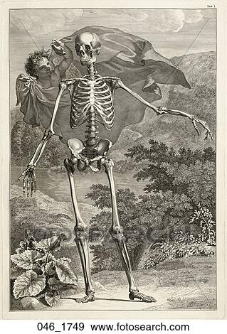 Banque d'Illustrations - antiquité, anatomique, illustration, (copper