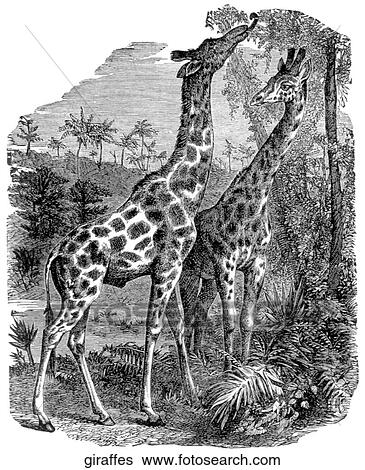 Stock Illustration Of Mammals - General. Two Giraffes Eating The Top Of 