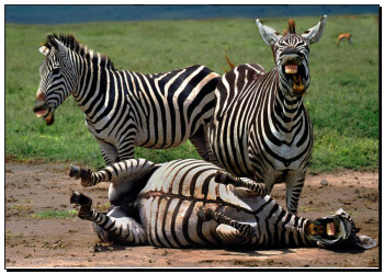 download handbook tables for organic compound identification third download handbook