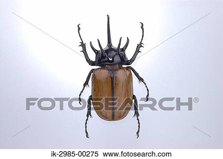 Stock Photography - 5-Horned Rhinoceros Beetle. Fotosearch