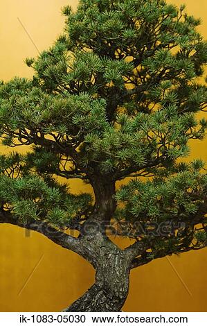 A Japanese black pine bonsai tree View Large Photo Image Stock Image - A Japanese black pine bonsai tree. Fotosearch