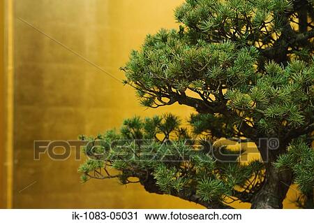 Stock Image - A Japanese black pine bonsai tree. Fotosearch