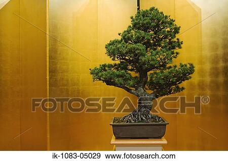 A Japanese black pine bonsai tree View Large Photo Image Stock Photo - A Japanese black pine bonsai tree. Fotosearch
