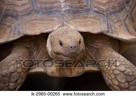 Stock Photography - African Spurred Tortoise at Royal Prince Zoo . Fotosearch