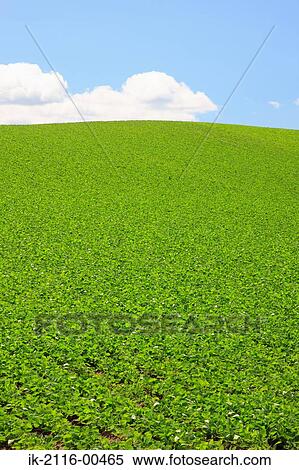 Agricultural field with plants growing in abundance View Large Photo Image Stock Photography - Agricultural field with plants growing in abundance. Fotosearch