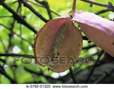 Stock Image - Akebia with Its Seeds at Core. Fotosearch