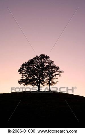 Stock Image - Alone Tree at Evening. Fotosearch