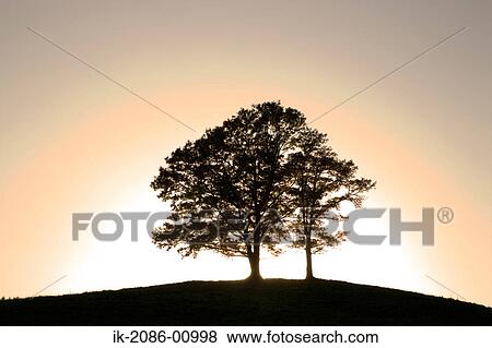 Alone Tree at Evening View Large Photo Image Stock Photo - Alone Tree at Evening. Fotosearch