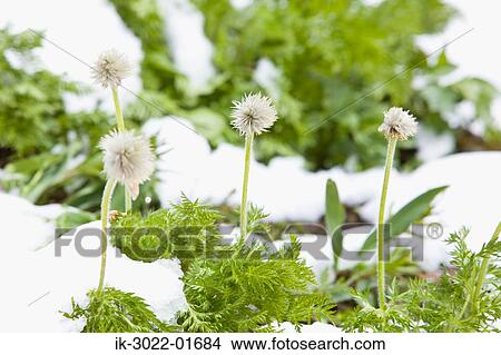 Alpine Flowers Blooming in Summertime View Large Photo Image Picture - Alpine Flowers Blooming in Summertime. Fotosearch
