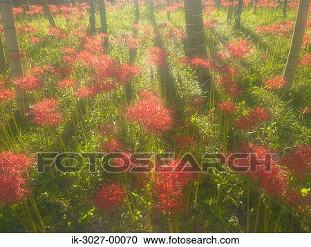 Amaryllis Flowers at Miki-Cho Kita, Kagawa Prefecture View Large Photo Image Stock Image - Amaryllis Flowers at Miki-Cho Kita, Kagawa Prefecture. Fotosearch