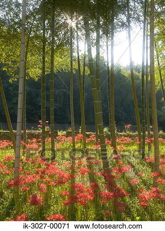 Stock Image - Amaryllis Flowers at Miki-Cho Kita, Kagawa Prefecture. Fotosearch