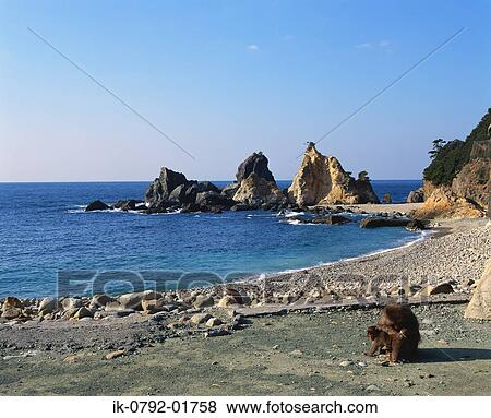 Ape Sitting Near Seaside at Namigachizaki, Shizuoka Prefecture View Large Photo Image Stock Photo - Ape Sitting Near Seaside at Namigachizaki, Shizuoka Prefecture. Fotosearch