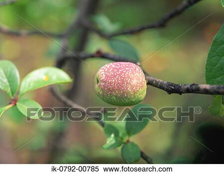 Apple Growing on Tree View Large Photo Image Stock Photography - Apple Growing on Tree. Fotosearch