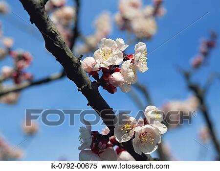 Apricot Flowers Blooming in Early Spring View Large Photo Image Stock Photography - Apricot Flowers Blooming in Early Spring. Fotosearch