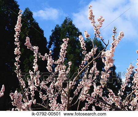 Apricot Flowers Blooming on Tree View Large Photo Image Stock Image - Apricot Flowers Blooming on Tree. Fotosearch