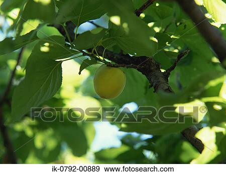 Stock Photo - Apricot Growing on An Apricot Tree. Fotosearch