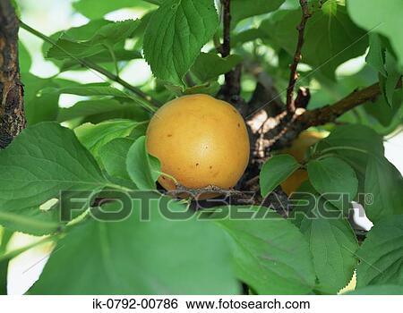 Stock Photograph - Apricot Hanging on Tree. Fotosearch