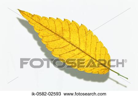 Autumn Leaf on White Background View Large Photo Image Stock Image - Autumn Leaf on White Background. Fotosearch