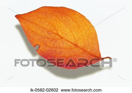 Autumn Leaf on White Background View Large Photo Image Stock Image - Autumn Leaf on White Background. Fotosearch