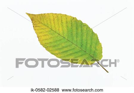 Autumn Leaf on White Background View Large Photo Image Stock Photo - Autumn Leaf on White Background. Fotosearch